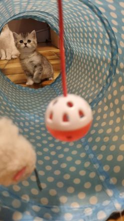 Sehr süßes und anhängliches Katzenmädchen.