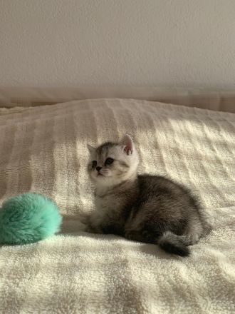 Sehr süßes und anhängliches Katzenmädchen.