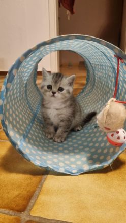 Sehr süßes und anhängliches Katzenmädchen.