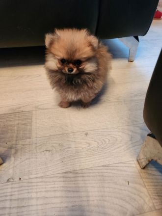 2 Welpen Pomeranian Boo Rüden