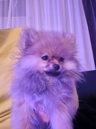 2 Welpen Pomeranian Boo Rüden