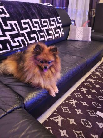 2 Welpen Pomeranian Boo Rüden