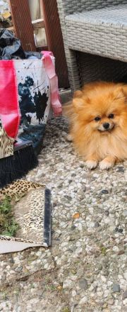 2 Welpen Pomeranian Boo Rüden