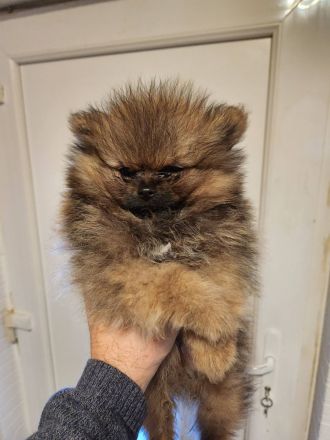 2 Welpen Pomeranian Boo Rüden