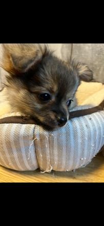 Chihuahua pomeranian Mix