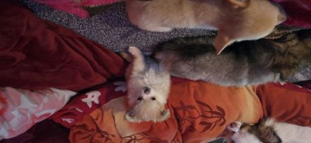 Chihuahua pomeranian Mix