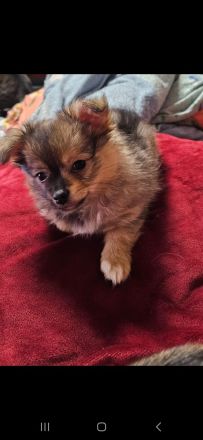 Chihuahua pomeranian Mix