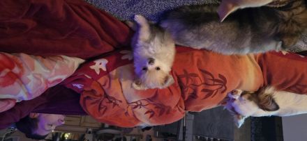 Chihuahua pomeranian Mix