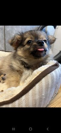 Chihuahua pomeranian Mix