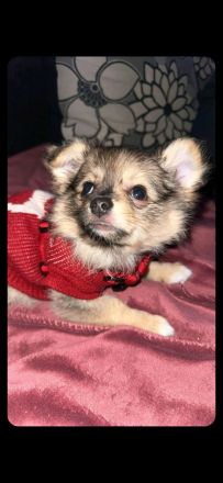 Chihuahua pomeranian Mix