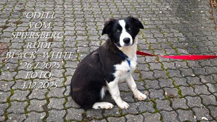 BORDER COLLIE-WELPEN, m. Pap. black-white , Rüden , SOFORT abzugeben !