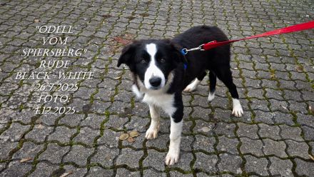BORDER COLLIE-WELPEN, m. Pap. black-white , Rüden , SOFORT abzugeben !