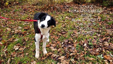 BORDER COLLIE-WELPEN, m. Pap. black-white , Rüden , SOFORT abzugeben !