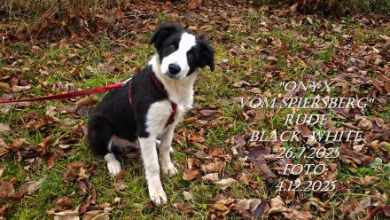 BORDER COLLIE-WELPEN, m. Pap. black-white , Rüden , SOFORT abzugeben !