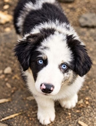 Miniature Australian Shepherd Welpen mit Papieren