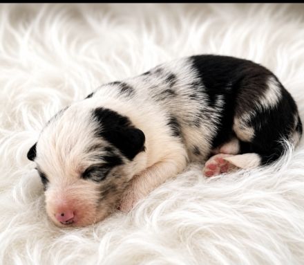Miniature Australian Shepherd Welpen mit Papieren