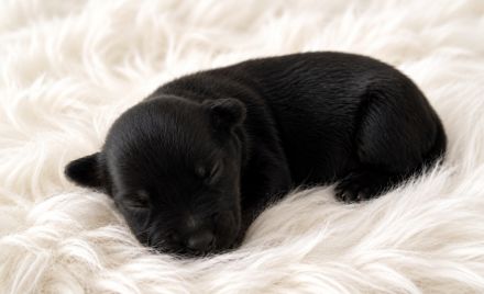Miniature Australian Shepherd Welpen mit Papieren