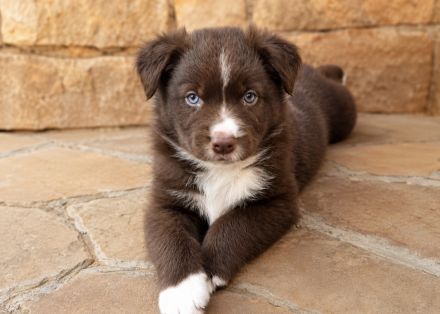 Miniature Australian Shepherd Welpen mit Papieren
