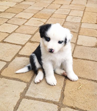 Miniature Australian Shepherd Welpen mit Papieren