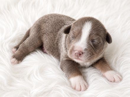 Miniature Australian Shepherd Welpen mit Papieren