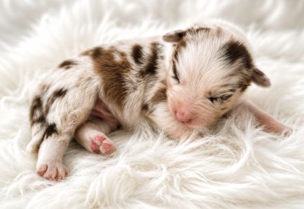Miniature Australian Shepherd Welpen mit Papieren