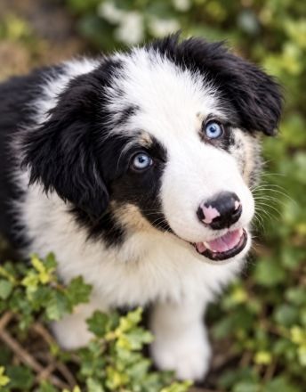 Miniature Australian Shepherd Welpen mit Papieren