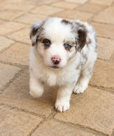 Miniature Australian Shepherd Welpen mit Papieren