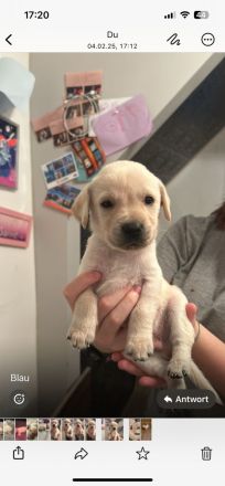 Labrador blond ( Raketen ) 4 Rüden suchen noch