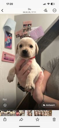 Labrador blond ( Raketen ) 4 Rüden suchen noch