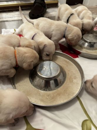 Labrador blond ( Raketen ) 4 Rüden suchen noch