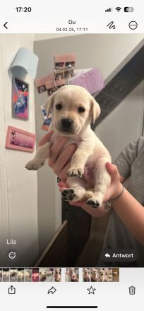 Labrador blond ( Raketen ) 4 Rüden suchen noch