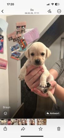 Labrador blond ( Raketen ) 4 Rüden suchen noch