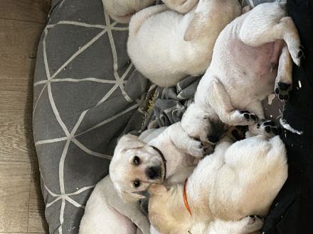 Labrador blond ( Raketen ) 4 Rüden suchen noch