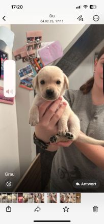 Labrador blond ( Raketen ) 4 Rüden suchen noch