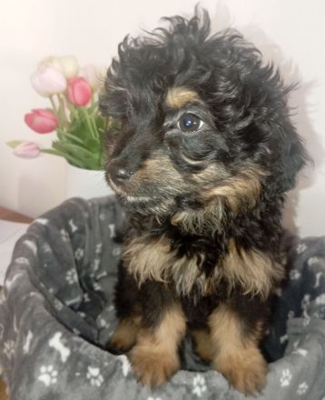 Welpen Doodle Tibet Zwergpudel Welpen Pudel AUSZUGSBEREIT