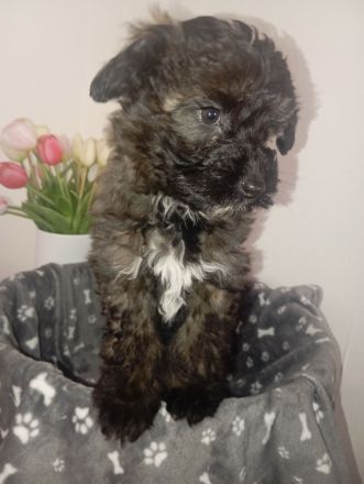 Welpen Doodle Tibet Zwergpudel Welpen Pudel AUSZUGSBEREIT