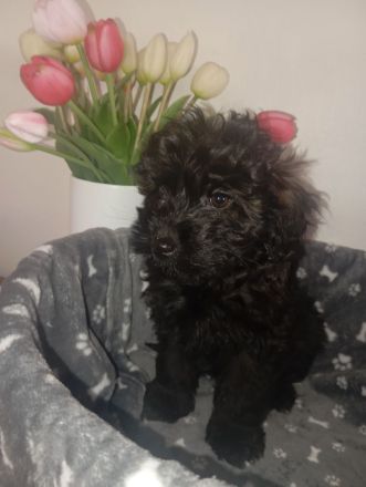 Welpen Doodle Tibet Zwergpudel Welpen Pudel AUSZUGSBEREIT