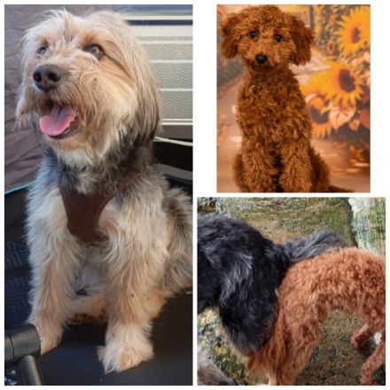 Welpen Doodle Tibet Zwergpudel Welpen Pudel AUSZUGSBEREIT