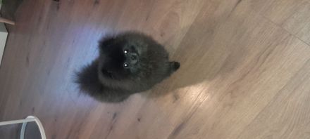 Pomeranian zwergspitz
