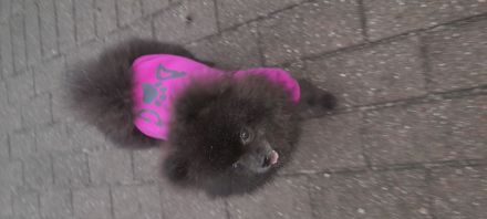 Pomeranian zwergspitz