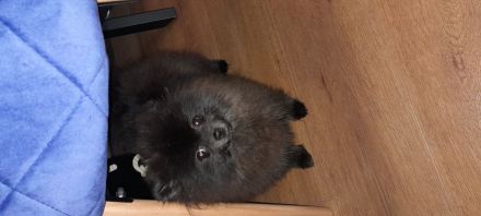 Pomeranian zwergspitz
