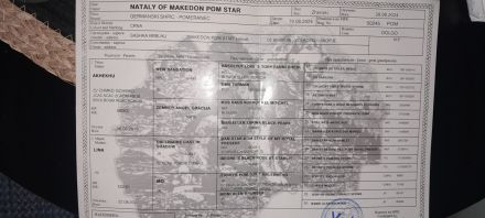 Pomeranian zwergspitz