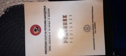 Pomeranian zwergspitz