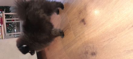 Pomeranian zwergspitz