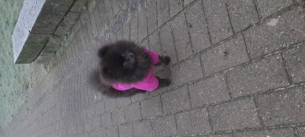 Pomeranian zwergspitz