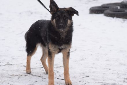 Larissa, junge, lebhafte Deutsche Schäferhündin (Mix), 56 cm, kastriert, stubenrein