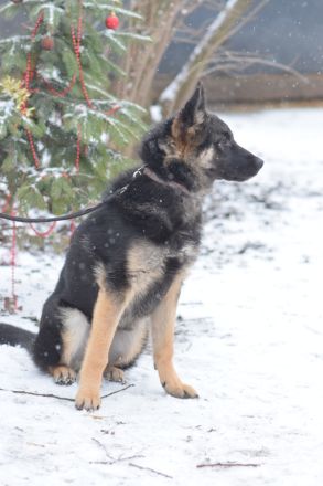 Larissa, junge, lebhafte Deutsche Schäferhündin (Mix), 56 cm, kastriert, stubenrein