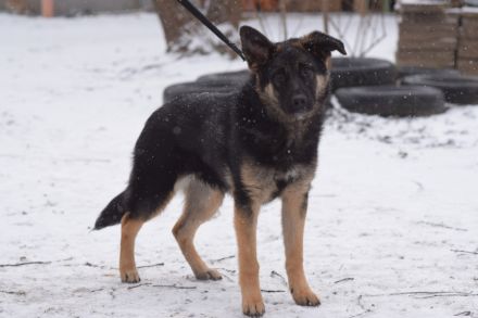 Larissa, junge, lebhafte Deutsche Schäferhündin (Mix), 56 cm, kastriert, stubenrein