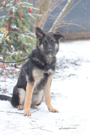 Larissa, junge, lebhafte Deutsche Schäferhündin (Mix), 56 cm, kastriert, stubenrein