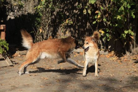 Mali -  möchte Einzelprinzessin werden